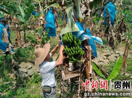 贵州贞丰：香蕉热销百姓忙 产业发展促增收