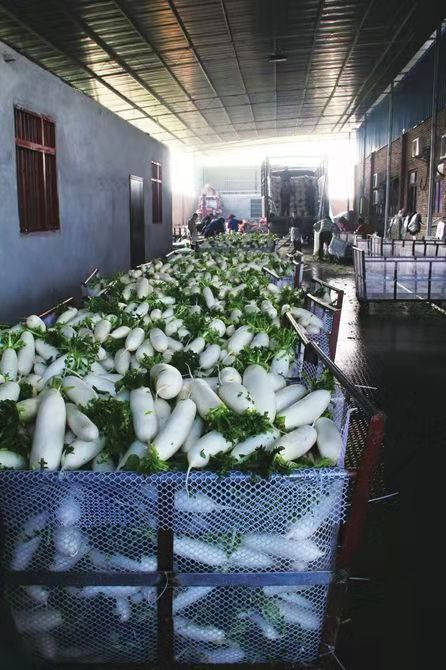 一棵蔬菜的旅程：直击广东蔬菜供应全链条