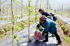 四川省越西县：打造高原苹果产业示范样板