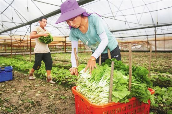 9月4日，在万宁市万城镇的东方洋常年蔬菜基地，农户在大棚里采摘蔬菜，及时投放市场，确保有充足菜源入市。本报记者 袁琛 摄
