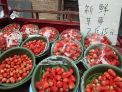 草莓芒果菠萝成水果市场销售主力