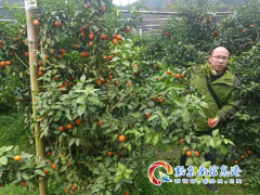 黎平县农业专家基地“把脉开方”，助推水果产业提质增效