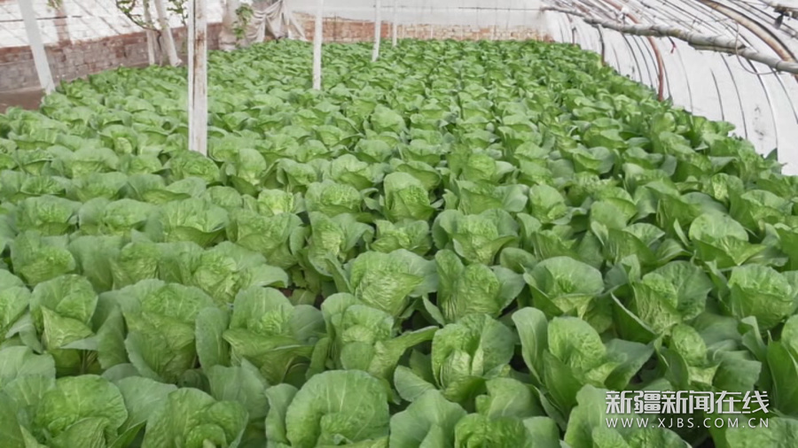 新疆博湖：大棚白菜长势旺