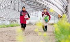 施肥备种 不负春光 平均每天向杭州供应蔬果20吨以上
