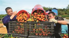 桂平市大力发展柑橘类水果种植