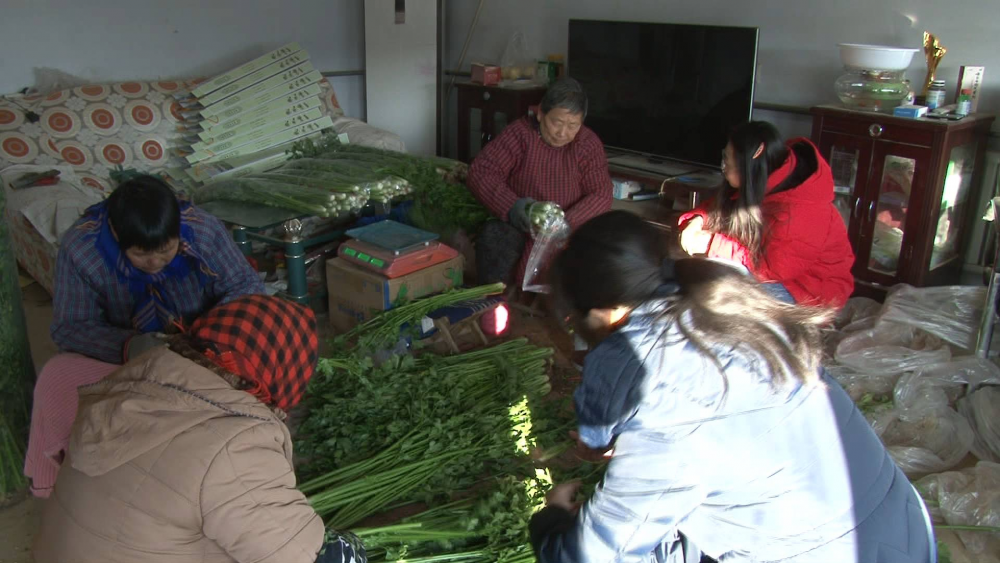 新春走基层·蹲点Vlog | 芹菜面膜问世 济南章丘鲍家村的村民们不愁啦！