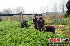 桂林全州县捐赠10吨芹菜驰援武汉