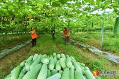 赣州蔬菜产业发展工作方案出台 最高奖补7000元/亩