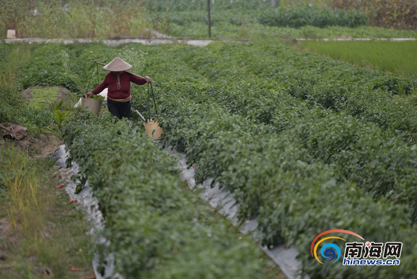 原创组图：海南蔬菜丰收 已种植258万亩