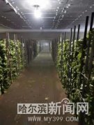 <b>哈尔滨市级储备蔬菜30日起投放市场</b>