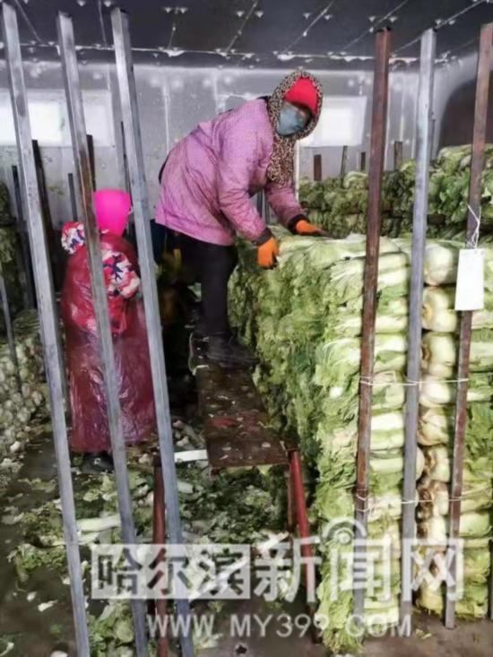 哈尔滨市级储备蔬菜30日起投放市场