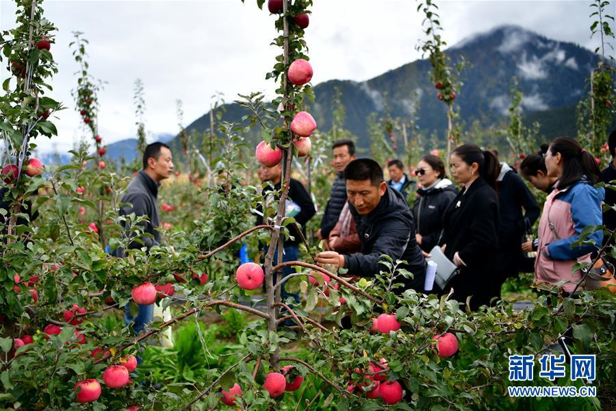 川藏联手推动西藏苹果标准化种植