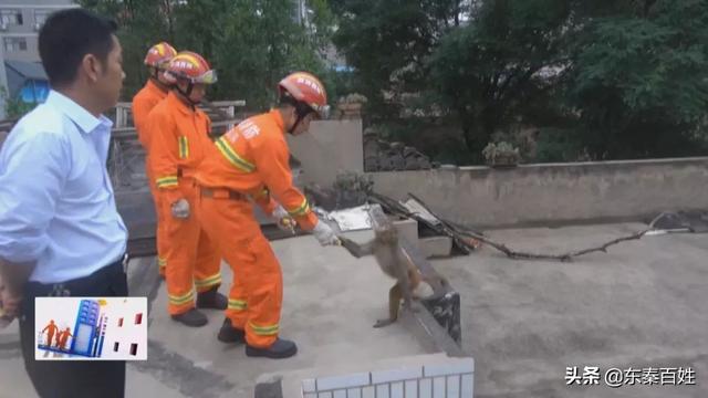 猕猴现身闹市区 消防巧用香蕉抓捕