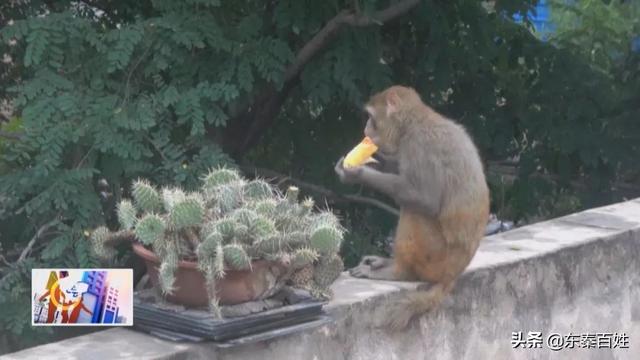 猕猴现身闹市区 消防巧用香蕉抓捕