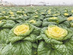 科技助力减氮增效 网红“玫瑰白菜”品质升级