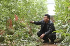 山西晋南“吊篮”西瓜“车间”生产，40天成熟，1亩收入6万元