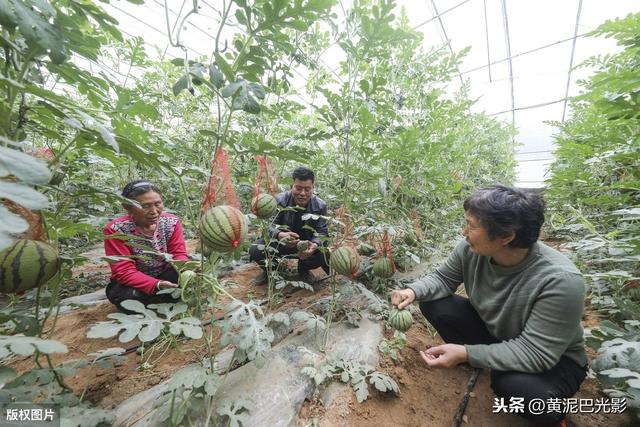 山西晋南“吊篮”西瓜“车间”生产，40天成熟，1亩收入6万元