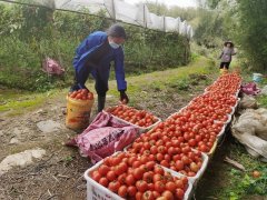 鹿寨：大红番茄采摘忙 防控复产两不误
