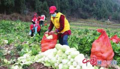 西充县：爱心企业向武汉捐赠10吨有机蔬菜