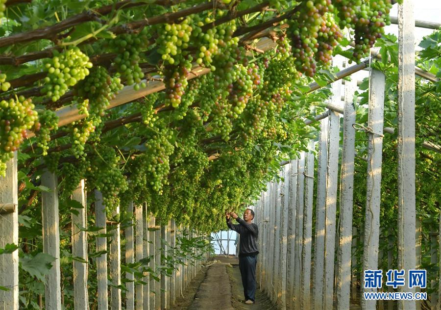 （社会）（1）河北唐山：葡萄种植助推乡村振兴