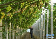 河北唐山：葡萄种植助推乡村振兴