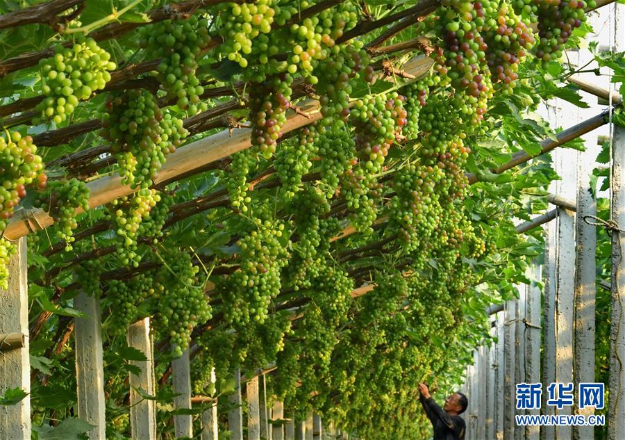 （社会）（2）河北唐山：葡萄种植助推乡村振兴