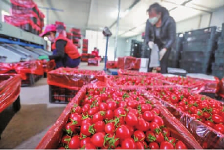 新时报“云助农”上新“网红”农产品，原产地直发 这个春天，被济阳垛石樱桃番茄甜到