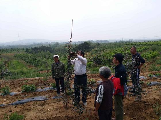 青岛汇智泰助力水果种植产业链升级