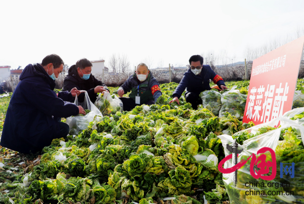 河南内乡：3万斤蔬菜的爱心接力