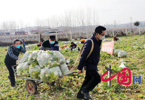 河南内乡：3万斤蔬菜的爱心接力
