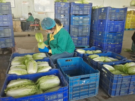 春季白菜上市啦！北京市農技部門提醒：白菜春季採后管理是關鍵