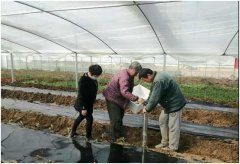 陕西西咸新区沣西新城绿康扶贫产业园种有良心的绿色蔬菜