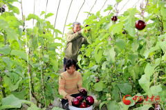 临泽蓼泉镇：蔬菜产业收获“幸福生活”