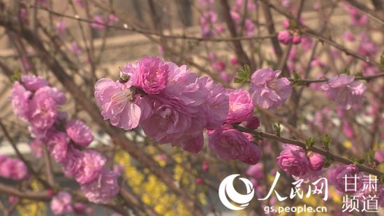 黄河石林大景区内盛开的花。（景泰县委宣传部供图）