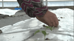 颠覆传统！“瓜乡”平湖首次采用这种方式种植西瓜