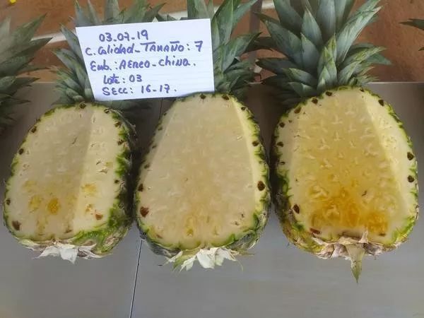 世界最香甜的菠萝 巴拿马金菠萝借进博会东风首次登陆中国