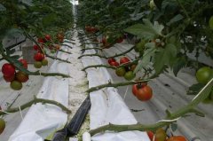 番茄无土栽培技术的三个要点