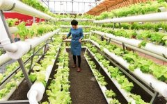 “无土栽培”蔬菜成南通海门农业新亮点