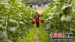 贵州黔南自治州26万亩冬春蔬菜提前上市