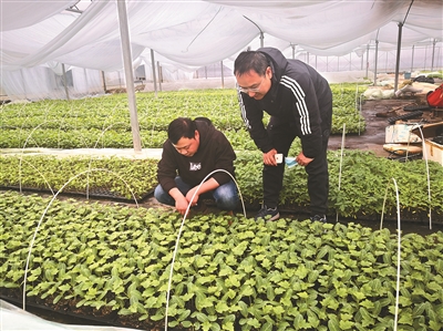 两位青年合作创业 今年“订单生产” 蔬菜苗140万株