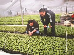 两位青年合作创业 今年“订单生产” 蔬菜苗140万株