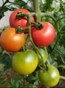 如何提高番茄品质? 北京市农技部门的这份提示请收好!