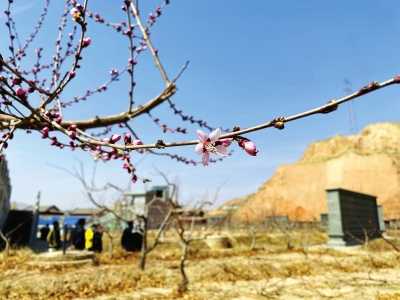 安宁区利用5G技术种植白凤桃的项目将在仁寿山桃花源实施