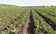 甜菜种植技术与田间管理方法