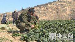 战疫情 村民为医务工作者捐献上千斤菠菜
