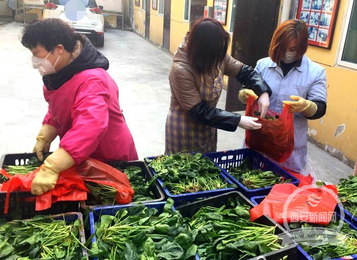 灞桥：2万斤菠菜免费送社区