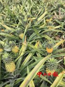 近10万个成熟神湾菠萝滞销在地！果农盼中山街坊伸援手！