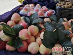 甘肃＂秦安蜜桃＂出口新加坡 促境内鲜水果拓国际市场