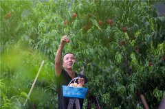 河北武安：特色果品种植富乡村