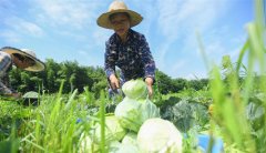 蔬菜產業助農脫貧增收
